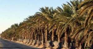 مُعالجة أزيد من 600 ألف نخلة ضد البوفروة وسوسة التمر بورقلة