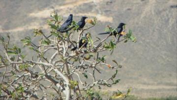 تراجع ملحوظ للطيور المهاجرة نحو المناطق الرطبة بأم البواقي