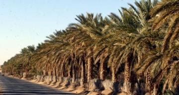 مُعالجة أزيد من 600 ألف نخلة ضد البوفروة وسوسة التمر بورقلة