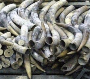 تفكيك شبكة تهريب العاج وحجز قنطارين من الكيف بعنابة