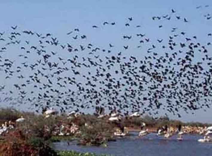 Oiseaux d'eau migrateurs