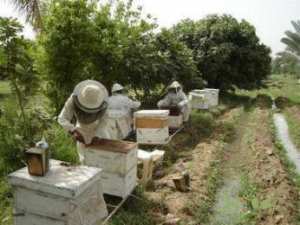 زيادة محسوسة في إنتاج العسل بسكيكدة