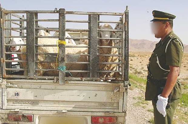 Morts sur les routes, vols de cheptel et trafic de cocaïne