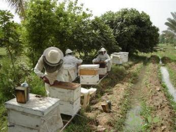 زيادة محسوسة في إنتاج العسل بسكيكدة