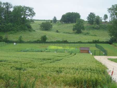 Le filtre à roseaux au lieu des stations d'épuration
