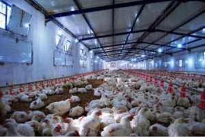 مرض خطير يهدد تربية الدواجن في غليزان