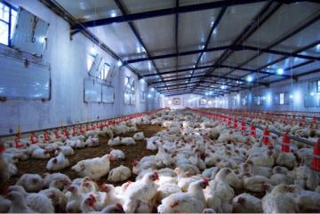 مرض خطير يهدد تربية الدواجن في غليزان