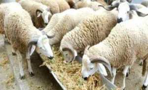 عشرات الموالين بالأغواط يحتجون على غلاء الأعلاف