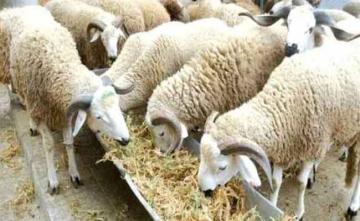 عشرات الموالين بالأغواط يحتجون على غلاء الأعلاف