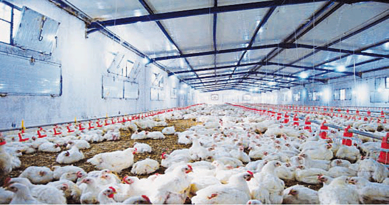 بناء على تصريحات أدلى بها بياطرة بأم البواقي