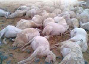 هلاك 411 رأس من المواشي بسبب التقلبات الجوية في النعامة