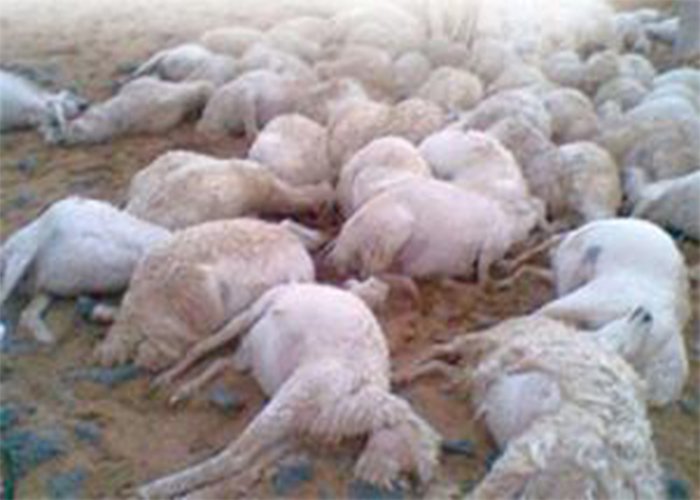 هلاك 411 رأس من المواشي بسبب التقلبات الجوية في النعامة