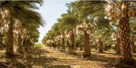 La filière ph'nicicole en déclin malgré le soutien financier