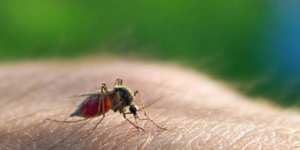 عصية ملاريا مقاوم للعلاج المعياري تنتشر في جنوب شرق آسيا