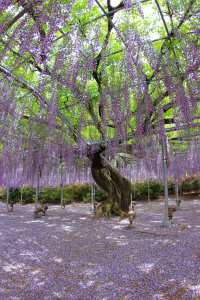 Japon : le plus bel arbre du monde se trouve dans le parc Ashikaga