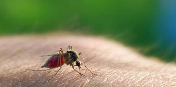 عصية ملاريا مقاوم للعلاج المعياري تنتشر في جنوب شرق آسيا