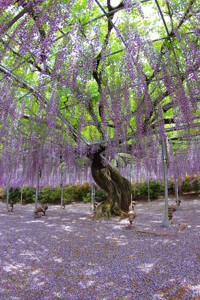 Japon : le plus bel arbre du monde se trouve dans le parc Ashikaga