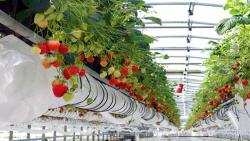 الإيطاليون يعرضون فكرة إقامة مشاتل للفراولة بجيجل لتعويض الفلاحين عن الخسائر الفادحة