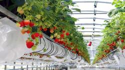 الإيطاليون يعرضون فكرة إقامة مشاتل للفراولة بجيجل لتعويض الفلاحين عن الخسائر الفادحة