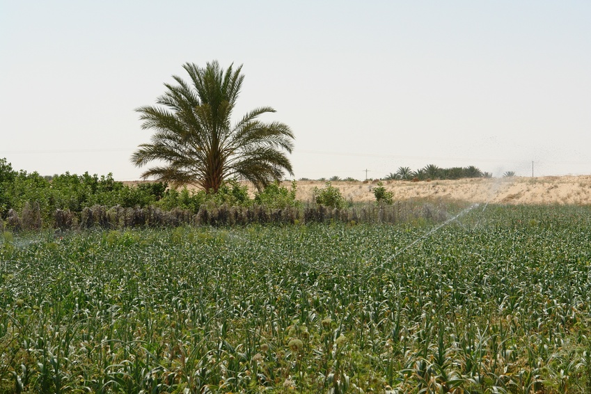Foyers d'insécurité alimentaire à travers le monde: L'Algérie condamnée à compter sur son agriculture