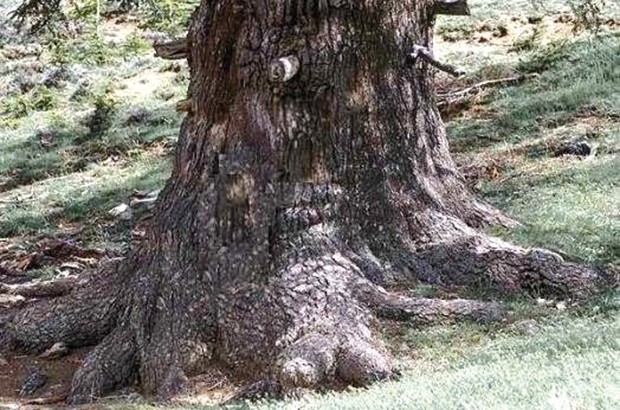 Le projet d'une forêt récréative relancé