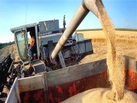 En prévision d'une bonne récolte céréalière, l'Algérie n'importera pas de blé dur et d'orge en 2012 (OAIC)