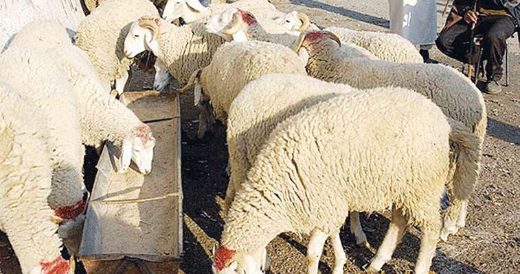 حسب تقرير المجلس الولائي بأم البواقي