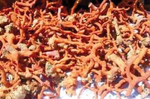 Un trafiquant de corail écroué