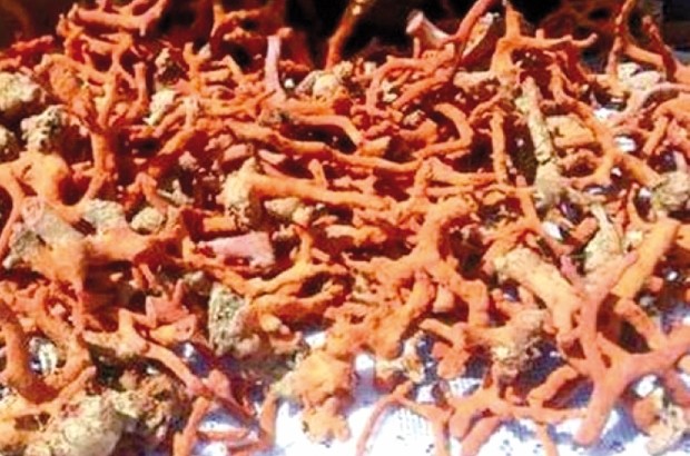 Un trafiquant de corail écroué