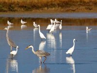Recensement de nombreuses espèces d'oiseaux migrateurs à Médéa