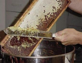 منتجو النحل بغرداية يسعون لاقتحام الأسواق الخارجية