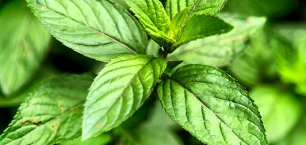 فوائد النعناع الأخضر