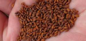 أضرار حب الرشاد