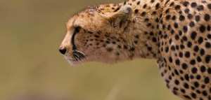 أسرع حيوان في العالم