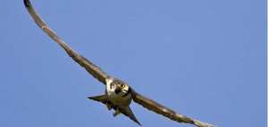 اكبر طائر في العالم