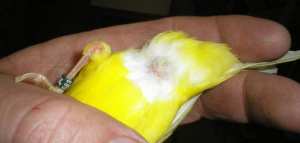 كيف أعرف ذكر الكناري