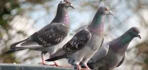 كيفية تربية الحمام