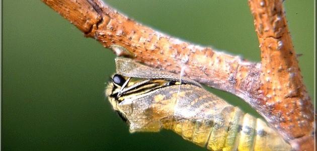 مراحل نمو الفراشة