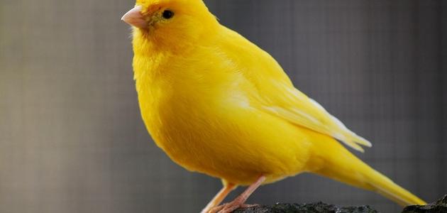 كيف تعرف عمر الكناري