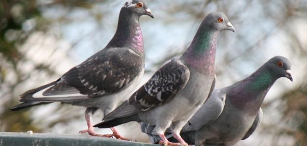 كيفية تربية الحمام