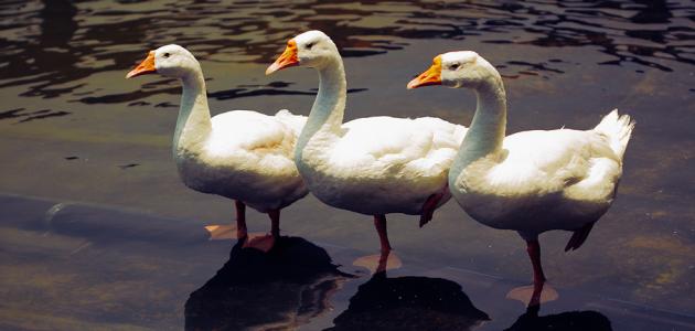 ما هي اصوات الطيور