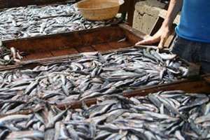 «السردين» بعين تموشنت بسعر 900 دج للكيلوغرام