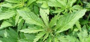 ما هي اضرار الماريجوانا