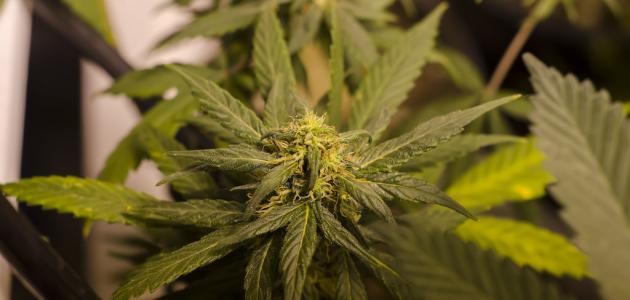 ما هي اضرار الحشيش