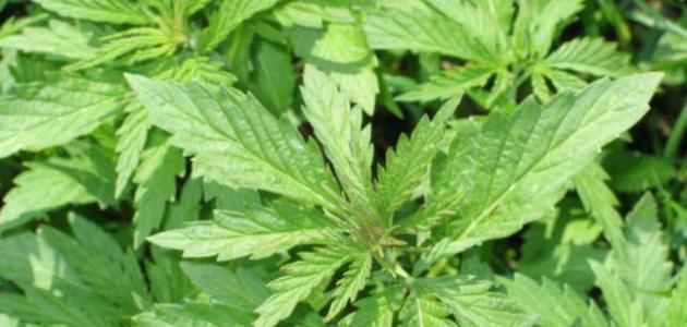 ما هي اضرار الماريجوانا