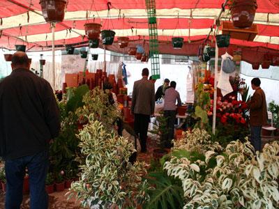 24 wilayas au Salon des roses et des jeunes de Blida