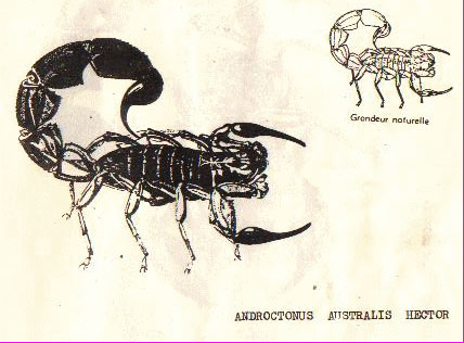 El-Bayadh - Le danger des scorpions en débat