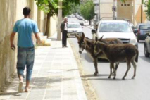 L'âne et le dos-d'âne