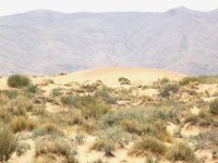 Désertification : une expérience pionnière de fixation des dunes à Bitam (Batna)
