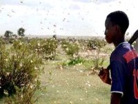 Sahel : examen de mesures préventives par le comité interministériel de lutte anti-acridienne